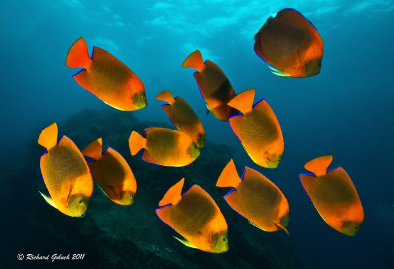 Clarion Angelfish,Socorro Island Mexico by Richard Goluch 