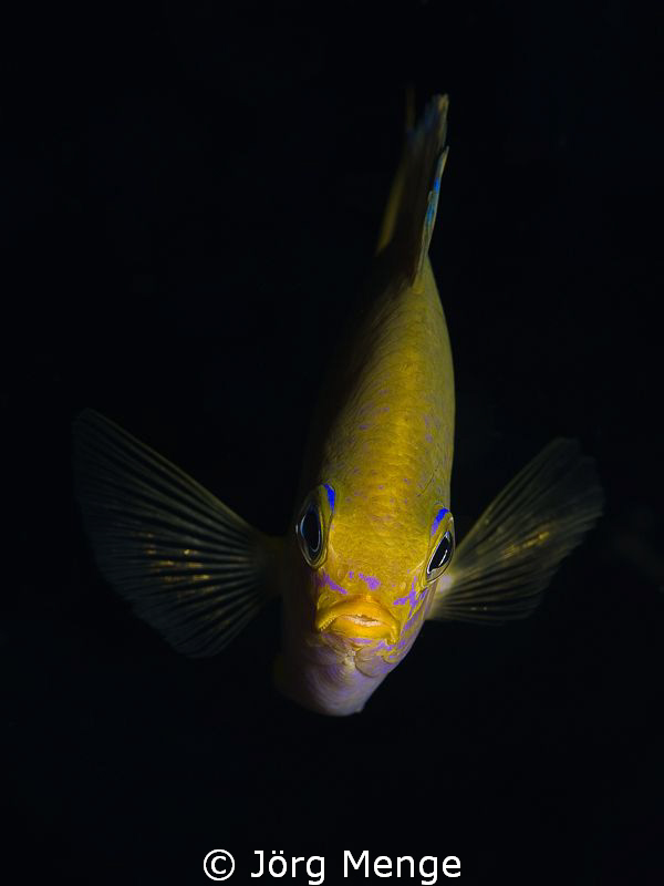 GOLD

Goldener Riffbarsch
Golden Damsel
Amblyglyphido... by Jörg Menge 