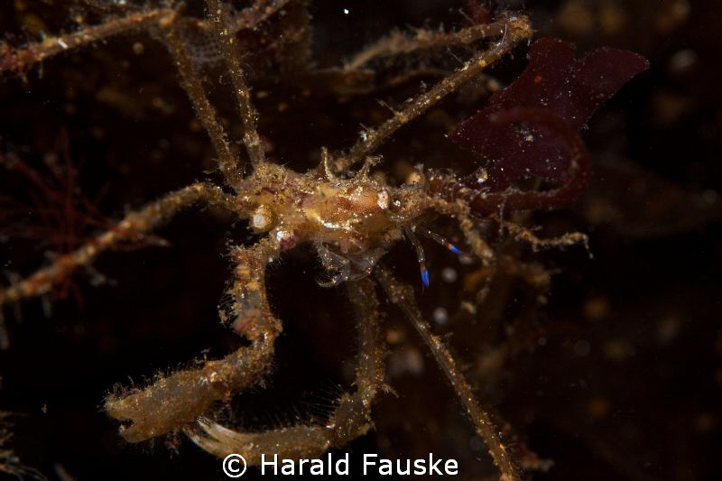 spidercrab fund during a night dive. tamron 90, f20, 160
... by Harald Fauske 