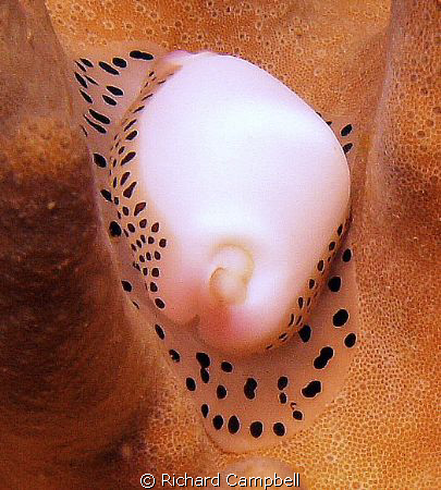 soft touch--Sealife DC1000...i do not the name.? if someo... by Richard Campbell 