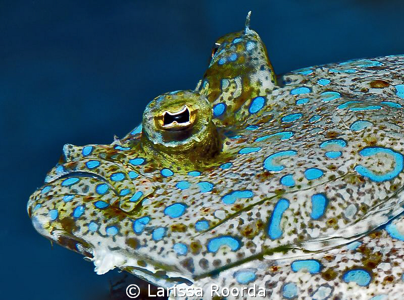 Flounder face by Larissa Roorda 