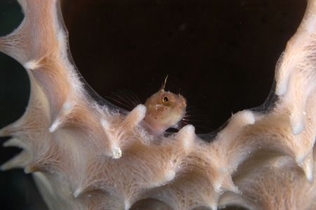 Blenny hiding in sponge off Klein Bonaire; third shot in ... by Janet Czapski 