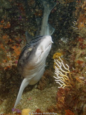 A pyjama shark swimming towards the camera for once... Ta... by Anthony Wooldridge 