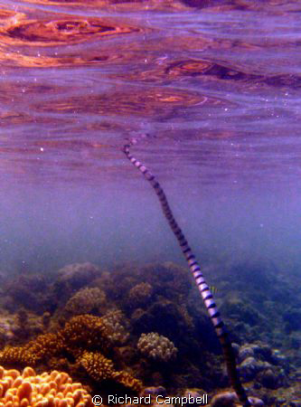 seasnake--sealife dc1000... by Richard Campbell 