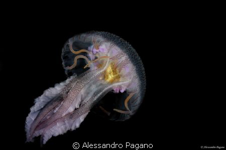Pelagia noctiluca by Alessandro Pagano 