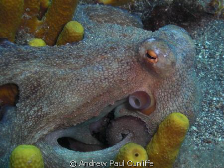 taken on my casio z85, with internal flash set to soft in... by Andrew Paul Cunliffe 