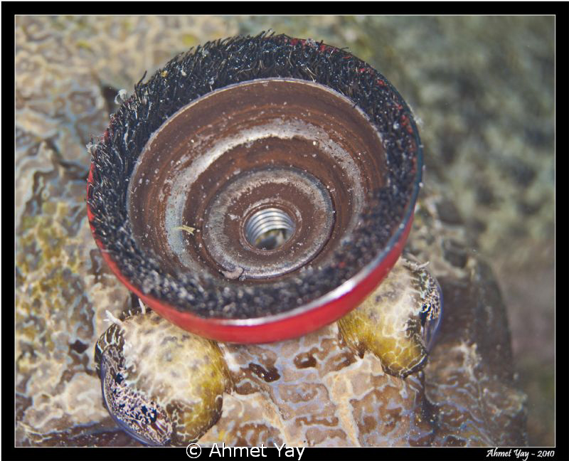 This is a wire brush for a drill. :) Maybe the crocodile ... by Ahmet Yay 