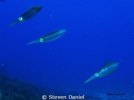 Tropical Reef Squid by Steven Daniel 