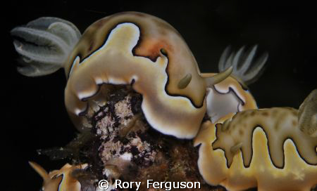 A meeting of Co's Chromodoris by Rory Ferguson 