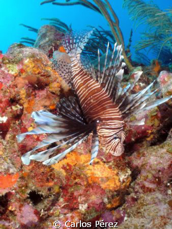 LION FISH VIEW @ LA CHIMENEA LAJAS, P.R. by Carlos Pérez 