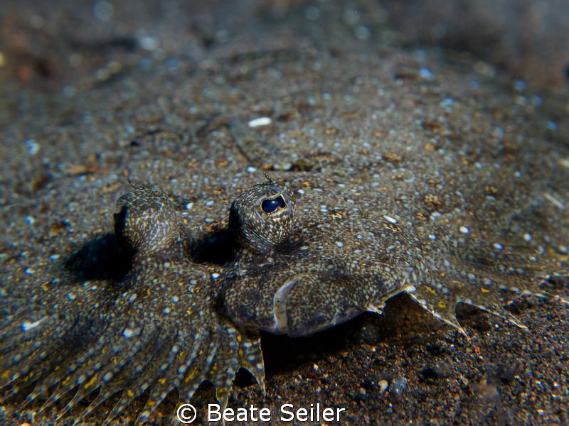 Flounder by Beate Seiler 