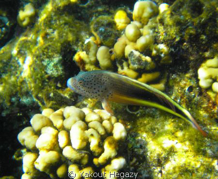 Forster's hawkfish by Yakout Hegazy 