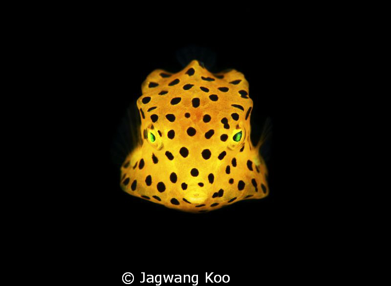 Yellow Box Fish by Jagwang Koo 