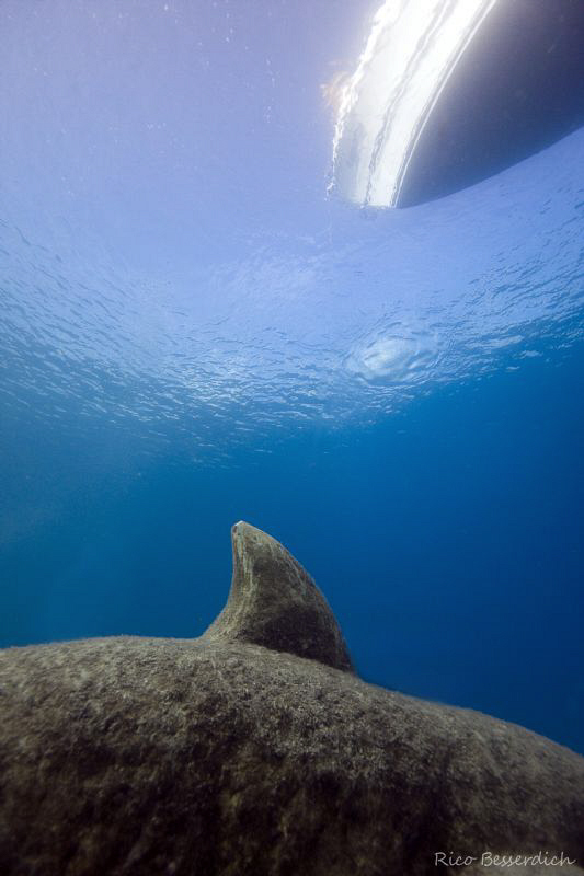 No sharks in my area....only one, which is made out of st... by Rico Besserdich 