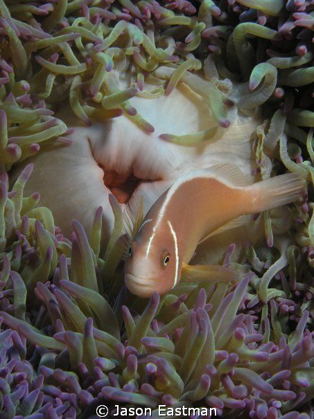 Symbiotic Truce; Pink Anenomefish at Home.
Great Barrier... by Jason Eastman 