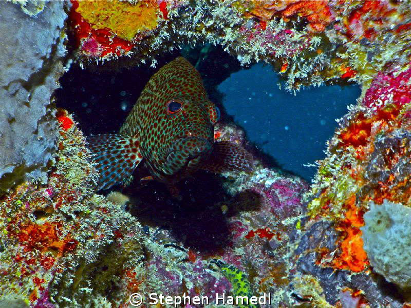 Blending in like a ninja. by Stephen Hamedl 