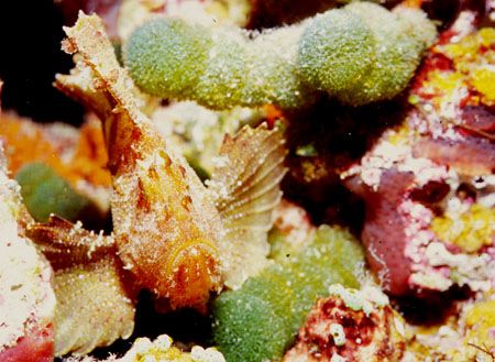 Leaf fish taken in North Male Atoll, Maldives. Nothing ca... by Federica Bedei 
