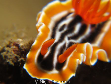 Chromodoris magnifica. East Timor. Canon G11. f8, 1/200 s... by Nigel Thomson 