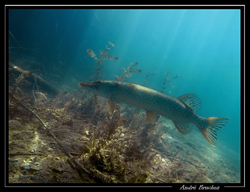 Brochet de nos petits lacs... by André Bruchez 
