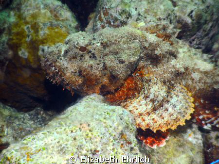 Stonefish by Elizabeth Ehrlich 