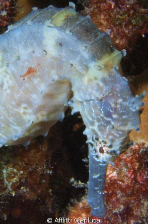 shrimp riding by Afflitti Gianluca 