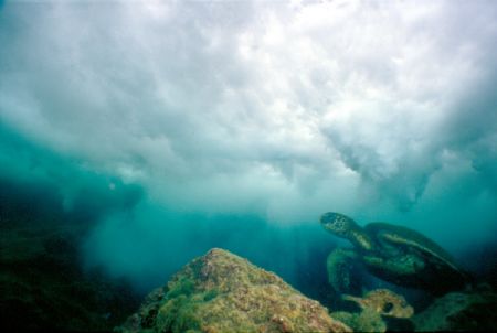 Into the Wild Blue Yonder! I found this turtle enjoying t... by Ryan Campbell 