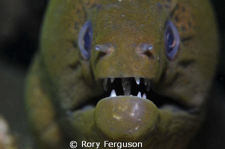 nose to nose by Rory Ferguson 