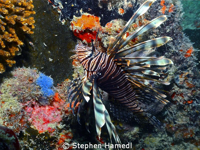 Lionfish on the hunt by Stephen Hamedl 
