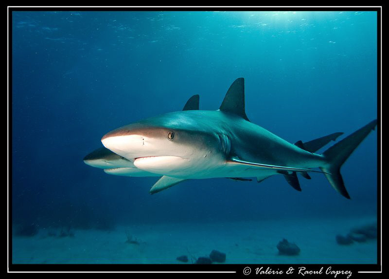 Brothers (Carcharhinus perezi) by Raoul Caprez 
