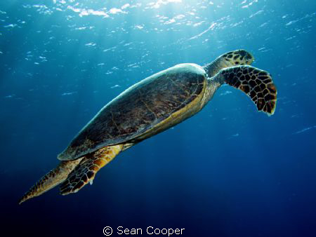 Hawksbill by Sean Cooper 
