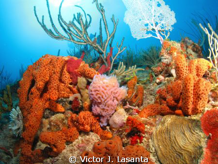 Azure Vase Sponge at La Nariz Dive site in Tourmarine Ree... by Victor J. Lasanta 