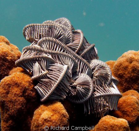--Integrated  Inspiration----sealife dc1000-- by Richard Campbell 