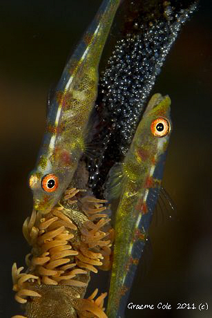 Two Whip gobies in the process of laying eggs. by Graeme Cole 
