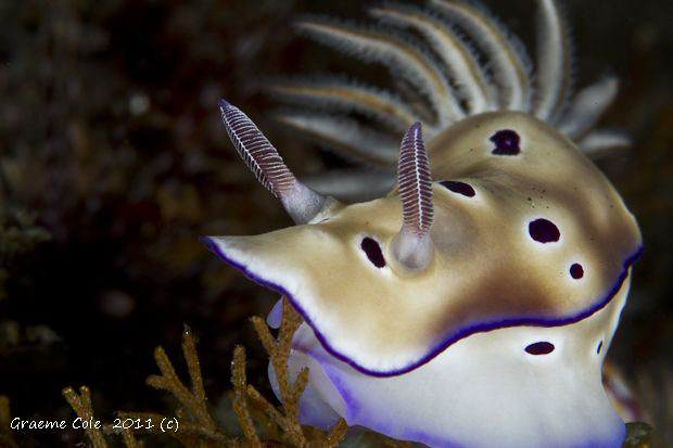 One of my favorite nudies by Graeme Cole 