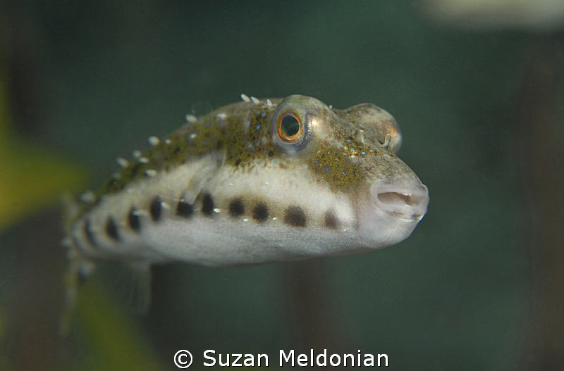 Band tailed Puffer by Suzan Meldonian 