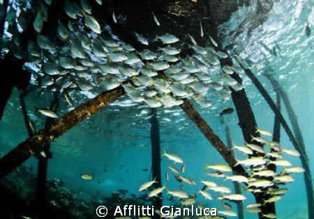 procession at the jetty by Afflitti Gianluca 