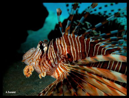 Lion Fish shadows by Alexia Dunand 