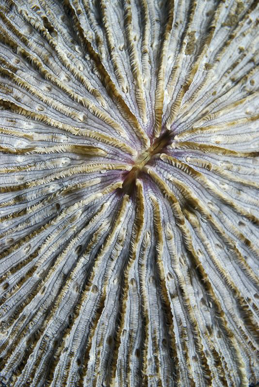STAR

Lagoon Mushroom Coral
Lagunen-Pilzkoralle  
Fun... by Jörg Menge 