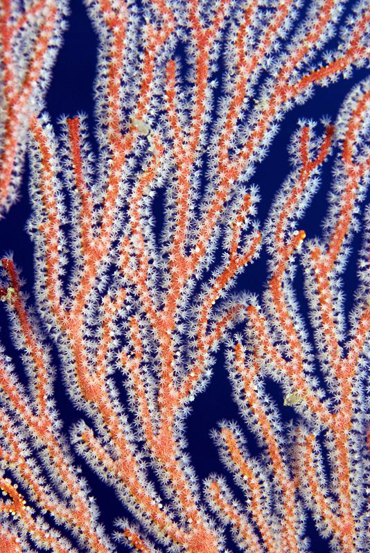 FRESH

Gorgonian Sea Fan 
Annella reticulata (Supergor... by Jörg Menge 