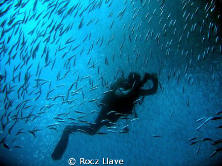 Diver inside the swirling sardines at Pescador Island, Mo... by Rocz Llave 