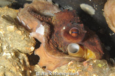 Baby octopus in a trash can. Blue Heron Bridge, Jupiter, ... by Mark Hoevenaars 