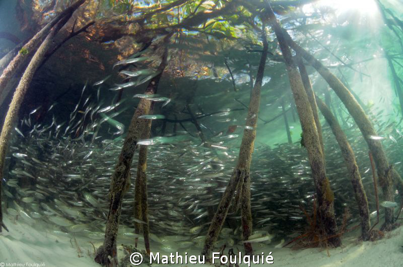 Mangrove_Los Roques National Park by Mathieu Foulquié 