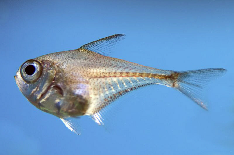 Juvenile Cave-Sweeper ( 4 cm. small ). by Rico Besserdich 