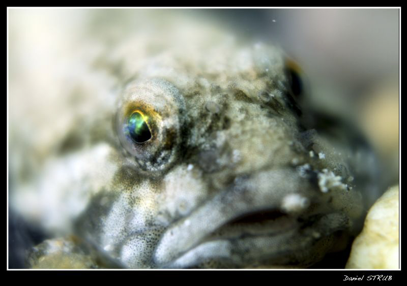 Cottus Gobio - the eye is just magnificent :-D by Daniel Strub 