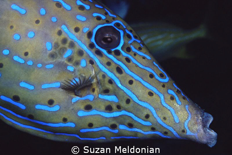 Scrawled file fish flashing by Suzan Meldonian 