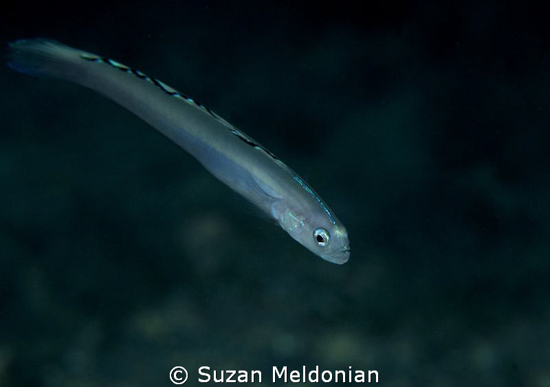 Blue Goby, Ioglossus callirus by Suzan Meldonian 