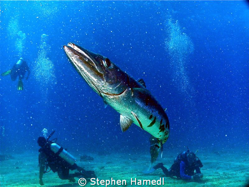 Barracuda encounter by Stephen Hamedl 