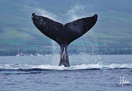 This image was taken last week during a trip on the water... by Steven Anderson 