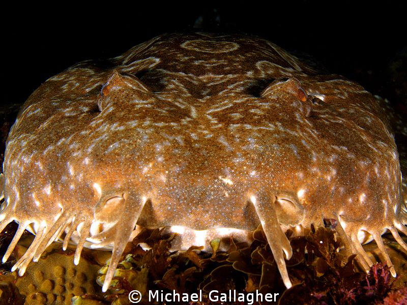 Close-up of a wobbegong shark, Byron Bay, Australia by Michael Gallagher 