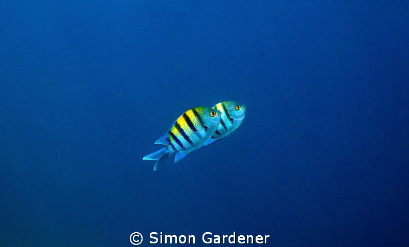 into the blue by Simon Gardener 